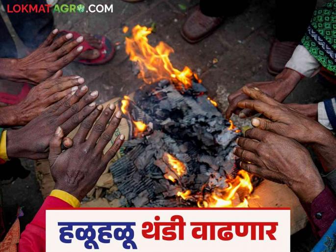 Latest News Maharashtra Weather Update Chance of feeling cold till January 7 in entire Maharashtra | Maharashtra Weather Update : वातावरण निवळणार, थंडी वाढणार, पावसाची शक्यता नाही, वाचा सविस्तर  Latest News Maharashtra Weather Update Chance of feeling cold till January 7 in entire Maharashtra | Maharashtra Weather Update : वातावरण निवळणार, थंडी वाढणार, पावसाची शक्यता नाही, वाचा सविस्तर