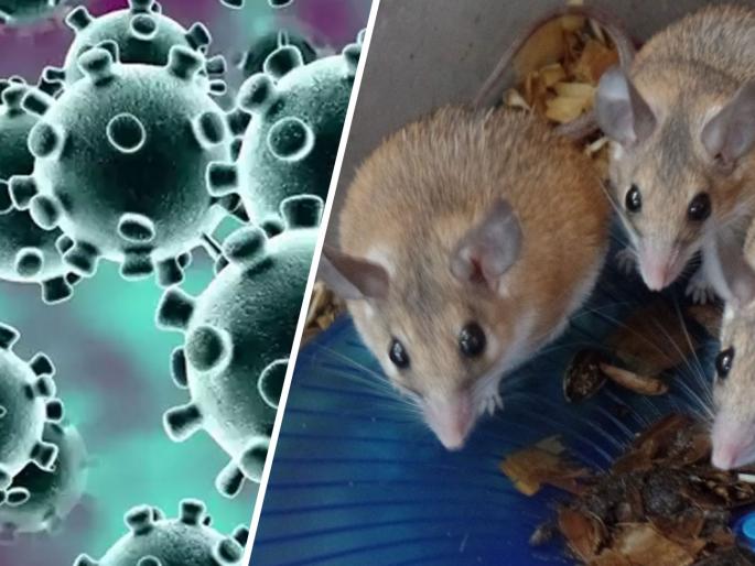 what is Hanta Virus know its causes symptoms prevention | Hanta Virus : उंदरांमुळे पसरणारा हंता व्हायरस किती धोकादायक?; जाणून घ्या, लक्षणं आणि उपचार what is Hanta Virus know its causes symptoms prevention | Hanta Virus : उंदरांमुळे पसरणारा हंता व्हायरस किती धोकादायक?; जाणून घ्या, लक्षणं आणि उपचार
