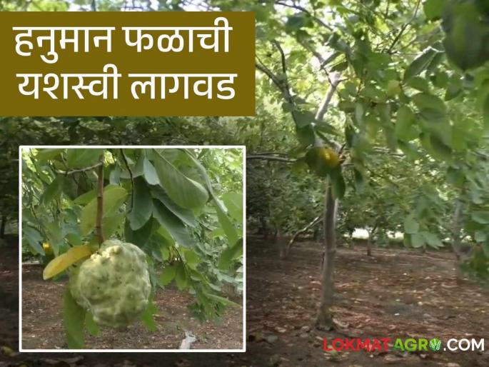 Success Story : Farmers of Asola are earning lakhs of income from Hanuman fruit | Success Story : आसोला येथील शेतकरी सुधाकर कमवत आहेत हनुमान फळातून लाखोंचे उत्पन्न वाचा सविस्तर Success Story : Farmers of Asola are earning lakhs of income from Hanuman fruit | Success Story : आसोला येथील शेतकरी सुधाकर कमवत आहेत हनुमान फळातून लाखोंचे उत्पन्न वाचा सविस्तर