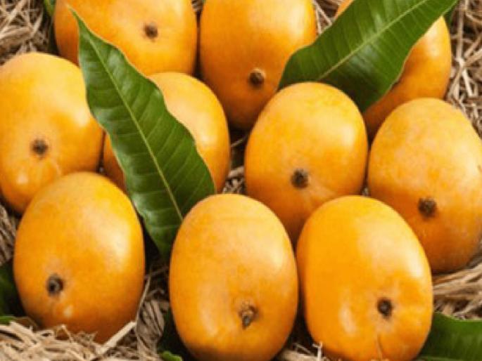 Hapus of Konkan need revival, marketing system is still force oriented | कोकणच्या हापूसला नवसंजीवनीची गरज, मार्केटिंग व्यवस्था आजही दलालाभिमुख Hapus of Konkan need revival, marketing system is still force oriented | कोकणच्या हापूसला नवसंजीवनीची गरज, मार्केटिंग व्यवस्था आजही दलालाभिमुख