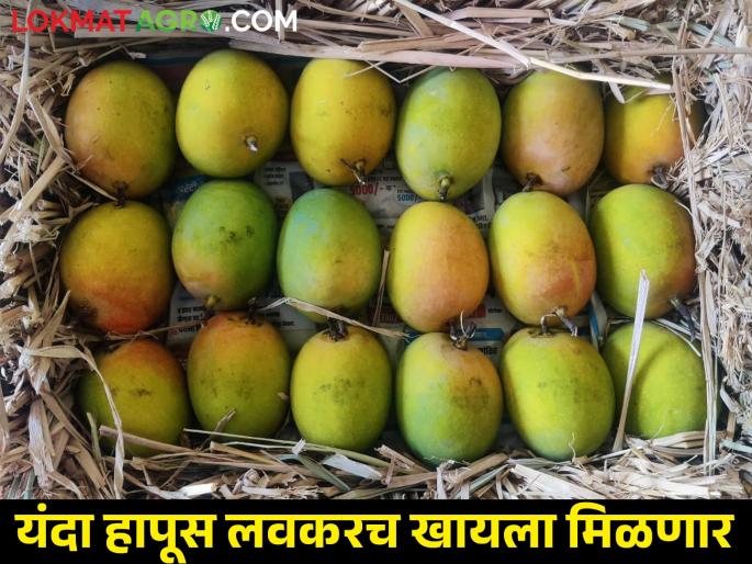 380 boxes of Hapus mangoes come from Konkan in Mumbai Market Committee, how was the market price? | मुंबई बाजार समितीमध्ये कोकणातून ३८० पेट्या हापूस आंब्याची आवक, कसा मिळाला बाजारभाव