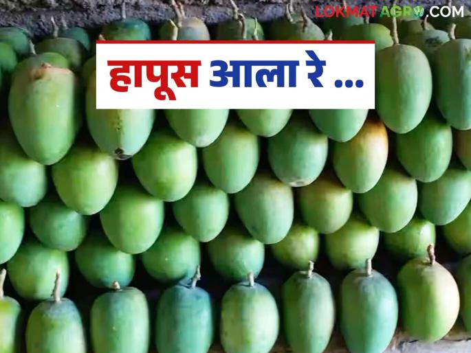Hapus Mango: This year, the first box of Hapus from Alibaug instead of Devgad has been delivered to the Mumbai Market Committee. | Hapus Mango : यंदा देवगडऐवजी अलिबागवरून हापूसची पहिली पेटी मुंबई बाजार समितीत दाखल Hapus Mango: This year, the first box of Hapus from Alibaug instead of Devgad has been delivered to the Mumbai Market Committee. | Hapus Mango : यंदा देवगडऐवजी अलिबागवरून हापूसची पहिली पेटी मुंबई बाजार समितीत दाखल