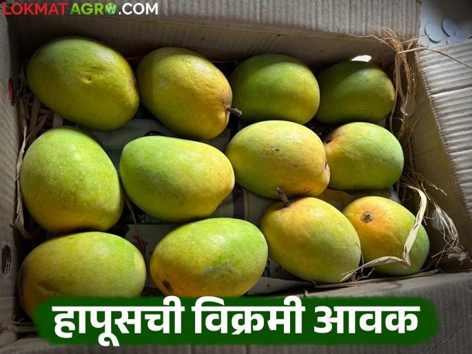 Record arrival of mangoes on the occasion of Akshaya Tritiya; What is the price of which mango? | अक्षय तृतीयेच्या मुहूर्तावर आंब्याची विक्रमी आवक; कोणत्या आंब्याला किती दर? Record arrival of mangoes on the occasion of Akshaya Tritiya; What is the price of which mango? | अक्षय तृतीयेच्या मुहूर्तावर आंब्याची विक्रमी आवक; कोणत्या आंब्याला किती दर?
