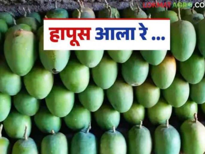 16 tons of Hapus mangoes entered the Mumbai Market Committee for sale | हापूससह बदामी लालबाग, तोतापुरीही दाखल; २० मार्चपासून बाजार समितीत आवक वाढणार 16 tons of Hapus mangoes entered the Mumbai Market Committee for sale | हापूससह बदामी लालबाग, तोतापुरीही दाखल; २० मार्चपासून बाजार समितीत आवक वाढणार
