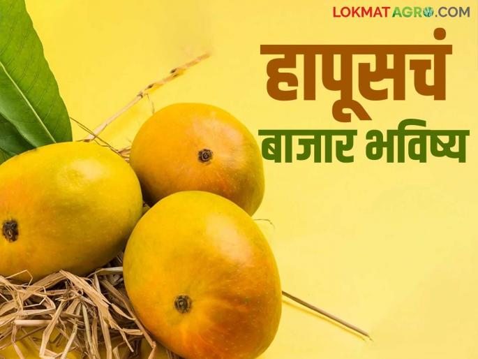 Hapus Mango Market : Maximum arrival of Hapus only after April 1; Will Hapus fetch good prices this year? | Hapus Mango Market : हापूसची सर्वाधिक आवक १ एप्रिल नंतरच; यंदा हापूस चांगलाच भाव खाणार? Hapus Mango Market : Maximum arrival of Hapus only after April 1; Will Hapus fetch good prices this year? | Hapus Mango Market : हापूसची सर्वाधिक आवक १ एप्रिल नंतरच; यंदा हापूस चांगलाच भाव खाणार?
