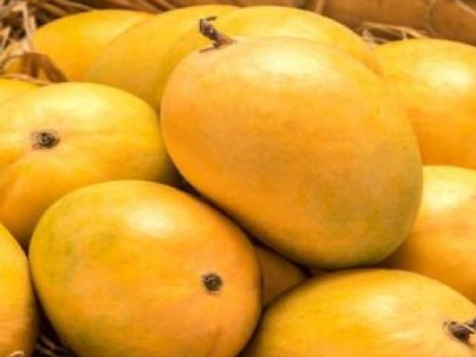 The brand 'Ekam' was formed through the solidarity of Konkan mango farmers | 'हापूस' जगभरातील बाजारपेठांमध्ये पोहोचवण्यासाठी शेतकऱ्यांची एकजूट, बनवला ब्रँड ‘एक्याम’ The brand 'Ekam' was formed through the solidarity of Konkan mango farmers | 'हापूस' जगभरातील बाजारपेठांमध्ये पोहोचवण्यासाठी शेतकऱ्यांची एकजूट, बनवला ब्रँड ‘एक्याम’