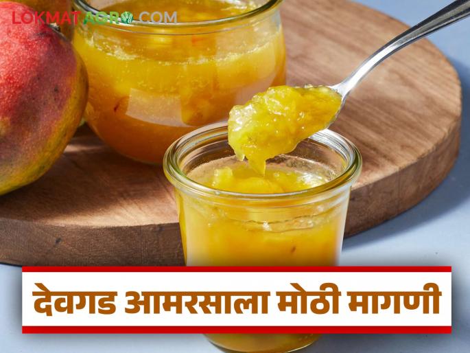 Devgad's mango is the most popular in the world; 25 thousand tons of Hapus mangoes are being canned this year | देवगडचा आमरस जगात भारी; यंदा २५ हजार टन हापूस आंबा कॅनिंगसाठी गेला Devgad's mango is the most popular in the world; 25 thousand tons of Hapus mangoes are being canned this year | देवगडचा आमरस जगात भारी; यंदा २५ हजार टन हापूस आंबा कॅनिंगसाठी गेला