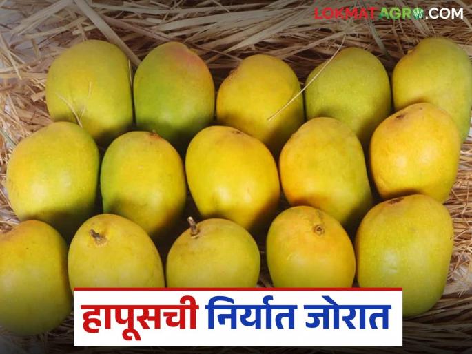 Hapus Mango Export : 831 tonnes of Hapus mango exported from the state in just 17 days | Hapus Mango Export : अवघ्या १७ दिवसांत राज्यातून ८३१ टन हापूस आंब्याची निर्यात Hapus Mango Export : 831 tonnes of Hapus mango exported from the state in just 17 days | Hapus Mango Export : अवघ्या १७ दिवसांत राज्यातून ८३१ टन हापूस आंब्याची निर्यात