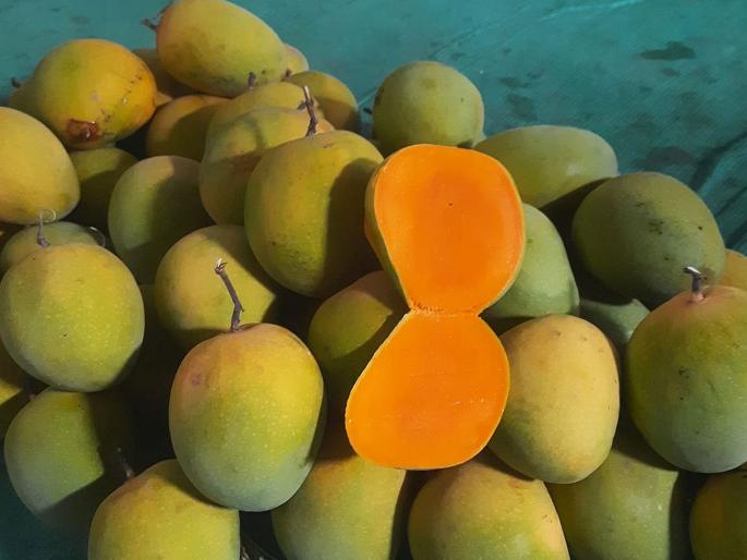 Alphonso Hapus mango season is over! Konkancha Raja will be available only for the next week; What is the situation in APMC... | हापूस आंब्याचा सीझन संपला! कोकणचा राजा पुढचा आठवडाभरच मिळणार; एपीएमसीत काय स्थिती... Alphonso Hapus mango season is over! Konkancha Raja will be available only for the next week; What is the situation in APMC... | हापूस आंब्याचा सीझन संपला! कोकणचा राजा पुढचा आठवडाभरच मिळणार; एपीएमसीत काय स्थिती...