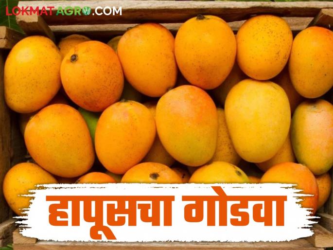 Hapus Mango: Devgad's Hapus Mango is in trouble due to increased arrivals! Read in detail | Hapus Mango: आवक वाढल्याने देवगडचा हापूस आंबा तोऱ्यात! वाचा सविस्तर Hapus Mango: Devgad's Hapus Mango is in trouble due to increased arrivals! Read in detail | Hapus Mango: आवक वाढल्याने देवगडचा हापूस आंबा तोऱ्यात! वाचा सविस्तर