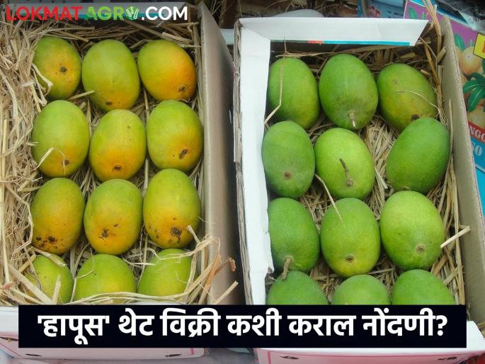 'Producer to consumer' direct selling initiative for sale of Hapus mangoes; Farmers how to register name | हापूस आंबा विक्रीसाठी 'उत्पादक ते ग्राहक' थेट विक्री उपक्रम; शेतकऱ्यांनो कशी कराल नाव नोंदणी 'Producer to consumer' direct selling initiative for sale of Hapus mangoes; Farmers how to register name | हापूस आंबा विक्रीसाठी 'उत्पादक ते ग्राहक' थेट विक्री उपक्रम; शेतकऱ्यांनो कशी कराल नाव नोंदणी