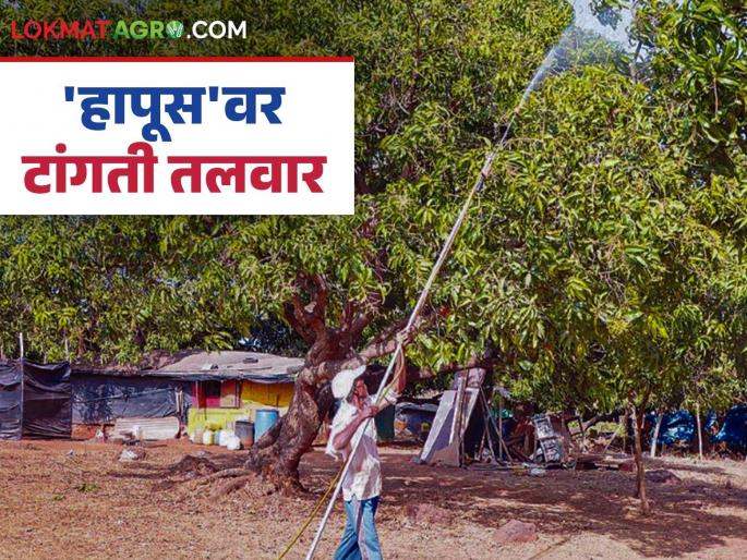 The story of the numerous hardships faced in mango farming until the juicy, sweet fruit reaches the market; Read in detail | रसाळ, गोड हापूस बाजारात येईपर्यंत आंबा शेतीत येणाऱ्या असंख्य संकटांची कहाणी; वाचा सविस्तर The story of the numerous hardships faced in mango farming until the juicy, sweet fruit reaches the market; Read in detail | रसाळ, गोड हापूस बाजारात येईपर्यंत आंबा शेतीत येणाऱ्या असंख्य संकटांची कहाणी; वाचा सविस्तर