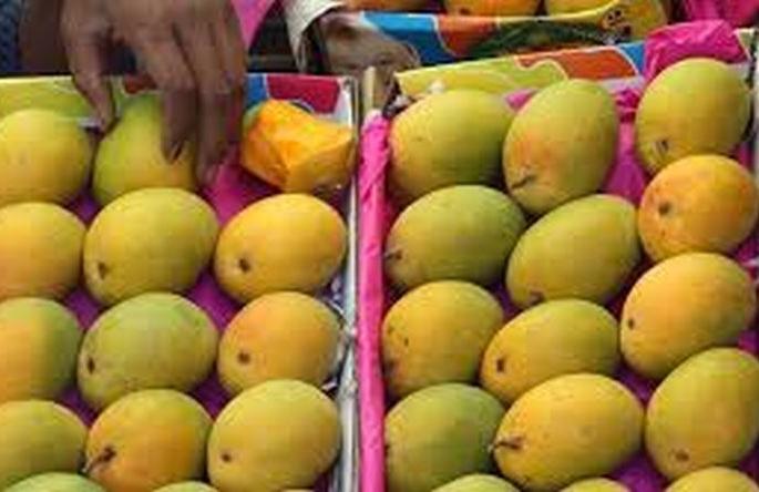 Hapus mango in Akola; But rates are out of reach | अकोल्यात हापूस दाखल; मात्र दर आवाक्याबाहेर