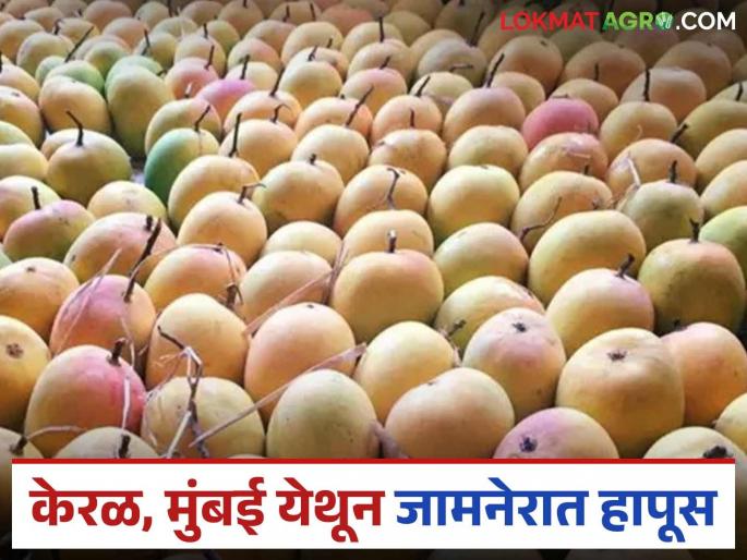 Hapus arrives in Jamner from Kerala, Mumbai; Read what is the rate | केरळ, मुंबई येथून जामनेरात हापूस दाखल; वाचा काय आहे दर Hapus arrives in Jamner from Kerala, Mumbai; Read what is the rate | केरळ, मुंबई येथून जामनेरात हापूस दाखल; वाचा काय आहे दर