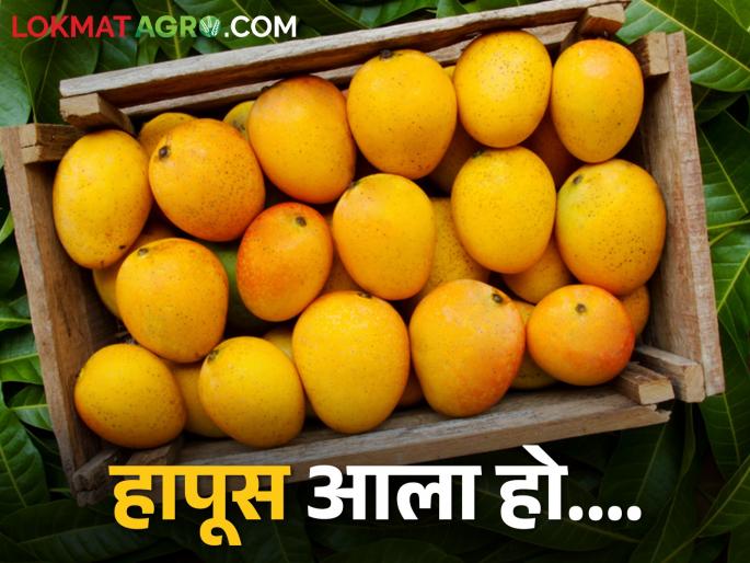 mahashivratri Hapus mangoes from Konkan enter the market; How is the market price? | महाशिवरात्रीनिमित्त कोकणातील हापूस आंबा बाजारात दाखल; कसा मिळतोय बाजारभाव? mahashivratri Hapus mangoes from Konkan enter the market; How is the market price? | महाशिवरात्रीनिमित्त कोकणातील हापूस आंबा बाजारात दाखल; कसा मिळतोय बाजारभाव?
