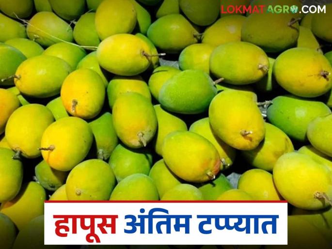 The Hapus season in Konkan is in its final stages; the arrival of these new mangoes will begin soon | कोकणातील हापूसचा हंगाम शेवटच्या टप्प्यात; लवकरच या नवीन आंब्यांची आवक सुरु होणार