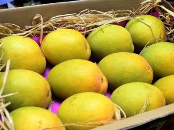 831 tons of mangoes exported in just 17 days; Most mangoes shipped to America, Europe also preferred | अवघ्या १७ दिवसांत ८३१ टन हापूस निर्यात; अमेरिकेला सर्वाधिक आंबा रवाना, युरोपाचीही पसंती 831 tons of mangoes exported in just 17 days; Most mangoes shipped to America, Europe also preferred | अवघ्या १७ दिवसांत ८३१ टन हापूस निर्यात; अमेरिकेला सर्वाधिक आंबा रवाना, युरोपाचीही पसंती