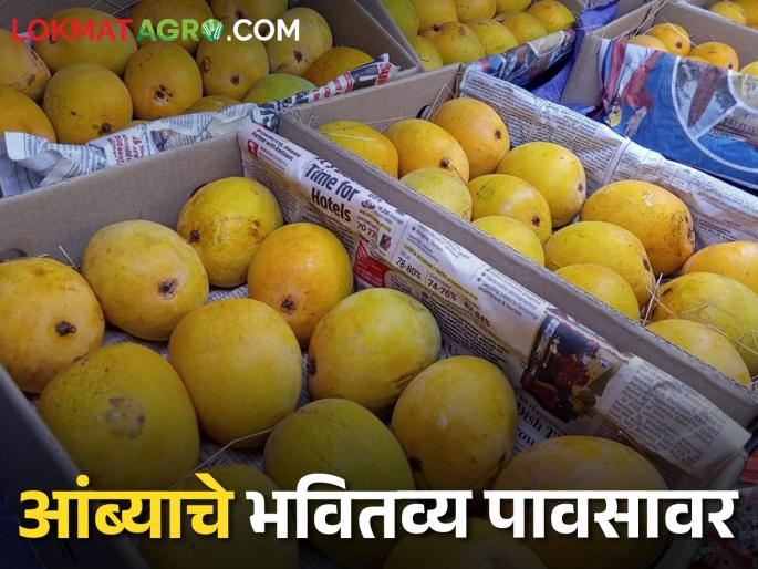 Hapus mangoes of the first phase are running out; The second phase will start from May 20 | Mango Market पहिल्या टप्प्यातील हापूस आंबा संपतोय; दुसऱ्या टप्पा २० मेपासून सुरू होणार Hapus mangoes of the first phase are running out; The second phase will start from May 20 | Mango Market पहिल्या टप्प्यातील हापूस आंबा संपतोय; दुसऱ्या टप्पा २० मेपासून सुरू होणार