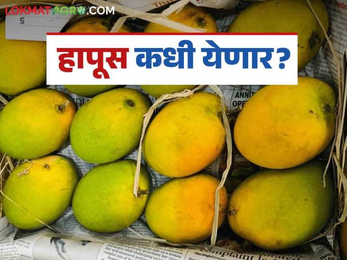 Hapus Mango : Due to changing weather conditions, 'Hapus' mangoes will arrive late this year; likely to arrive after April 15 | Hapus Mango : बदलत्या हवामानामुळे यंदा 'हापूस' आंबा येणार लेट; १५ एप्रिलनंतर येण्याची शक्यता Hapus Mango : Due to changing weather conditions, 'Hapus' mangoes will arrive late this year; likely to arrive after April 15 | Hapus Mango : बदलत्या हवामानामुळे यंदा 'हापूस' आंबा येणार लेट; १५ एप्रिलनंतर येण्याची शक्यता