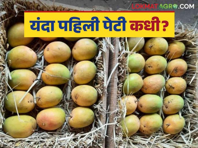 Hapus Mango Market : How many days will we have to wait to get to Hapus Market this year? | Hapus Mango : यंदा हापूस बाजारात येण्यासाठी किती दिवस थांबावं लागणार
