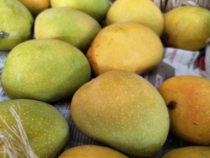 First box of Devgad Hapus left for Sangli; 2,500 for a box of one dozen | देवगड हापूसची पहिली पेटी सांगलीला रवाना; एक डझनच्या पेटीला २,५०० रुपयांचा भाव First box of Devgad Hapus left for Sangli; 2,500 for a box of one dozen | देवगड हापूसची पहिली पेटी सांगलीला रवाना; एक डझनच्या पेटीला २,५०० रुपयांचा भाव