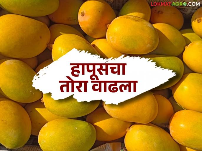Mango Market : How will mango prices remain till Akshaya Tritiya; Know in detail | Mango Market : अक्षय तृतीयेपर्यंत कसे राहतील आंब्याचे दर; जाणून घ्या सविस्तर