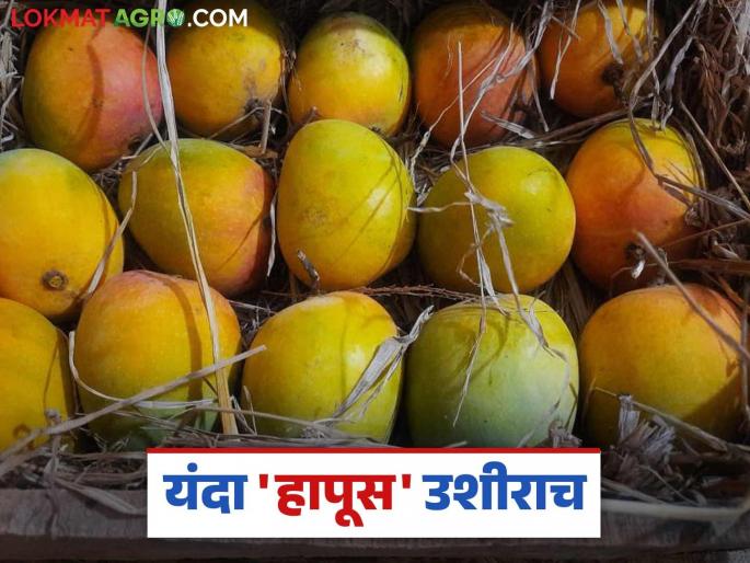 Hapus Mango : Will we get to eat mangoes this year? Due to climate change, only 25 to 30 percent of mangoes will be available this year | Hapus Mango : यंदा हापूस खायला मिळणार का? वातावरणातील बदलामुळे यंदा जेमतेम २५ ते ३० टक्केच आंबा Hapus Mango : Will we get to eat mangoes this year? Due to climate change, only 25 to 30 percent of mangoes will be available this year | Hapus Mango : यंदा हापूस खायला मिळणार का? वातावरणातील बदलामुळे यंदा जेमतेम २५ ते ३० टक्केच आंबा