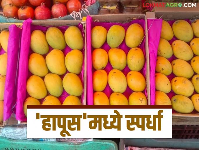 Competition for price between Devgad and Karnataka Hapus; How much is the price of which mango? | देवगड आणि कर्नाटक हापूसमध्ये दरासाठी स्पर्धा; कोणत्या आंब्याला किती दर? Competition for price between Devgad and Karnataka Hapus; How much is the price of which mango? | देवगड आणि कर्नाटक हापूसमध्ये दरासाठी स्पर्धा; कोणत्या आंब्याला किती दर?