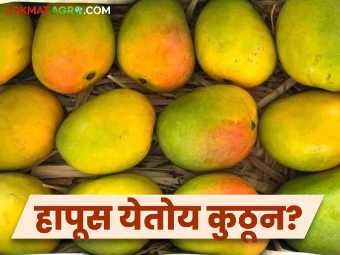 How come mangoes are everywhere in the market despite the decline in production this year? Where exactly are those mangoes coming from? | यंदा उत्पादन घटूनही बाजारात सर्वत्र हापूस कसा मिळतोय? नक्की तो आंबा येतोय कुठून? How come mangoes are everywhere in the market despite the decline in production this year? Where exactly are those mangoes coming from? | यंदा उत्पादन घटूनही बाजारात सर्वत्र हापूस कसा मिळतोय? नक्की तो आंबा येतोय कुठून?