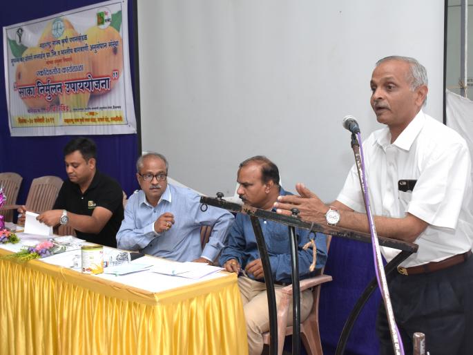 Medicine is now available on Saak in Hapus: V. Ravindra | हापूसमधील साक्यावर आता औषध उपलब्ध : व्ही.रविंद्र Medicine is now available on Saak in Hapus: V. Ravindra | हापूसमधील साक्यावर आता औषध उपलब्ध : व्ही.रविंद्र