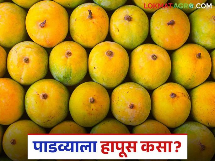 Hapus Market : This year, the arrival of Hapus in the market during Gudi Padwa is less; How will the price be? | Hapus Market : यंदा गुढीपाडव्याला बाजारात हापूसची आवक कमी; कसा राहील दर? Hapus Market : This year, the arrival of Hapus in the market during Gudi Padwa is less; How will the price be? | Hapus Market : यंदा गुढीपाडव्याला बाजारात हापूसची आवक कमी; कसा राहील दर?