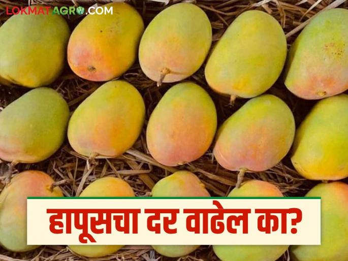 The arrival of mangoes has increased in the fruit market in Pune Market Yard; How are Konkan Hapus getting the best price? | पुणे मार्केट यार्डातील फळबाजारात आंब्याची आवक वाढली; कोकण हापूसला कसा मिळतोय दर? The arrival of mangoes has increased in the fruit market in Pune Market Yard; How are Konkan Hapus getting the best price? | पुणे मार्केट यार्डातील फळबाजारात आंब्याची आवक वाढली; कोकण हापूसला कसा मिळतोय दर?