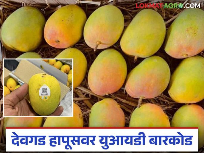 Devgad Hapus : Now identifying Devgad Hapus will be easy; Distribution of 50 lakh barcodes | Devgad Hapus : आता देवगड हापूस ओळखणं होणार सोपं; ५० लाख बारकोडचे वितरण Devgad Hapus : Now identifying Devgad Hapus will be easy; Distribution of 50 lakh barcodes | Devgad Hapus : आता देवगड हापूस ओळखणं होणार सोपं; ५० लाख बारकोडचे वितरण