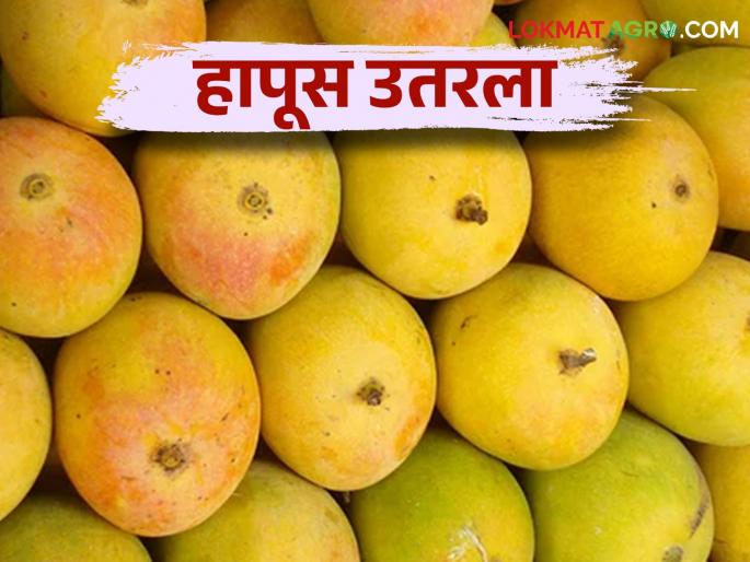 Mango with Puranpoli on Holi; Hapus Mango incoming increased | होळीला पुरणपोळीसह आमरसही; हापूसची आवक वाढली Mango with Puranpoli on Holi; Hapus Mango incoming increased | होळीला पुरणपोळीसह आमरसही; हापूसची आवक वाढली