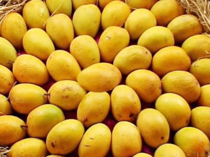 Hapus Mango to Australia via Lasalgaon | लासलगावमार्गे हापूस आंबा आॅस्ट्रेलियात रवाना