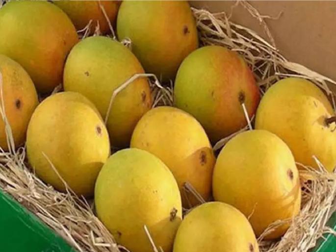 Still waiting for 15 days for mango, bitter taste of hapus for common people | आंब्यासाठी अद्याप १५ दिवसांची प्रतीक्षा, सर्वसामान्यांसाठी हापूसची चव कडूच Still waiting for 15 days for mango, bitter taste of hapus for common people | आंब्यासाठी अद्याप १५ दिवसांची प्रतीक्षा, सर्वसामान्यांसाठी हापूसची चव कडूच