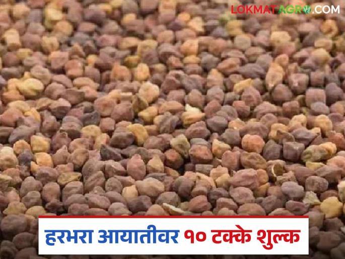 Latest News harbhara market 10 percent import duty on gram, implementation from April 1, read in detail | Harbhara Import : हरभऱ्यावर 10 टक्के आयात शुल्क, 01 एप्रिलपासून अंमलबजावणी, वाचा सविस्तर  Latest News harbhara market 10 percent import duty on gram, implementation from April 1, read in detail | Harbhara Import : हरभऱ्यावर 10 टक्के आयात शुल्क, 01 एप्रिलपासून अंमलबजावणी, वाचा सविस्तर