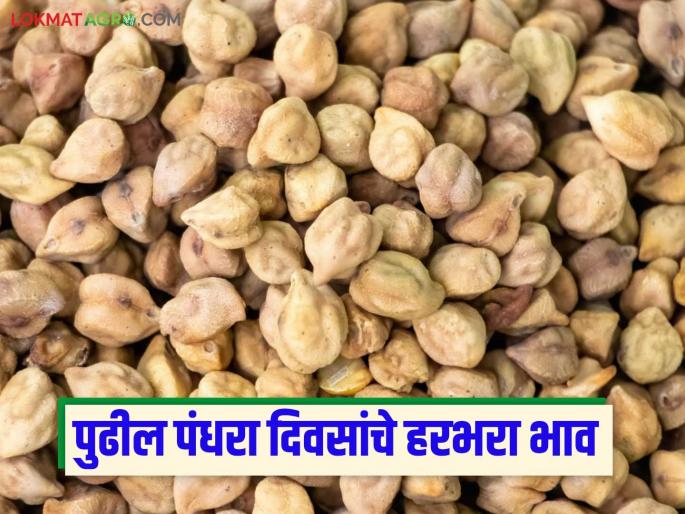 Latest News Harbhara Bajar Bhav How will gram prices be for next fifteen days, read in detail | Harbhara Bajar Bhav : पुढील पंधरा दिवस हरभऱ्याचे दर कसे राहतील, वाचा सविस्तर  Latest News Harbhara Bajar Bhav How will gram prices be for next fifteen days, read in detail | Harbhara Bajar Bhav : पुढील पंधरा दिवस हरभऱ्याचे दर कसे राहतील, वाचा सविस्तर