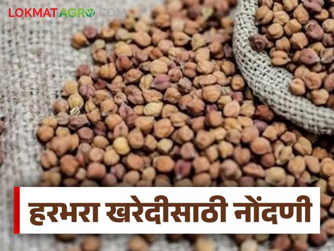 Latest News MSP Chana Procurement Gram sales registration deadline extended till May 30 | MSP Chana Procurement : हरभरा विक्री नोंदणीसाठी मुदतवाढ, 'या' तारखेपर्यंत करा नोंदणी Latest News MSP Chana Procurement Gram sales registration deadline extended till May 30 | MSP Chana Procurement : हरभरा विक्री नोंदणीसाठी मुदतवाढ, 'या' तारखेपर्यंत करा नोंदणी