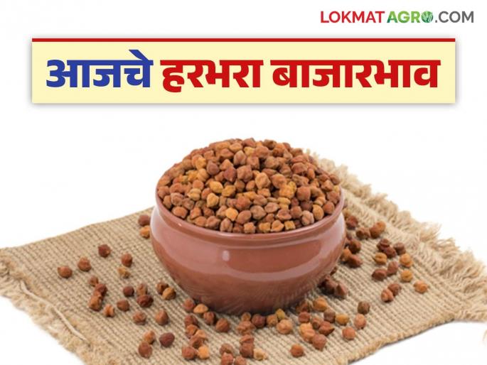 Harabhara bajara bhav : How much is the arrival of new Harabhara in the market; How to get rates read in detail | Harabhara bajara bhav : नव्या हरभऱ्याची आवक बाजारात आवक किती; कसा मिळतोय दर ते वाचा सविस्तर Harabhara bajara bhav : How much is the arrival of new Harabhara in the market; How to get rates read in detail | Harabhara bajara bhav : नव्या हरभऱ्याची आवक बाजारात आवक किती; कसा मिळतोय दर ते वाचा सविस्तर
