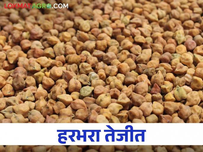 Harbhara Market: Farmers ran out of Harbhara, the price went up to seven and a half thousand | Harbhara Market : शेतकऱ्यांचा हरभरा संपला दर गेला साडेसात हजारांवर Harbhara Market: Farmers ran out of Harbhara, the price went up to seven and a half thousand | Harbhara Market : शेतकऱ्यांचा हरभरा संपला दर गेला साडेसात हजारांवर
