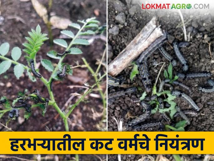 Harbhara Cut Worm : How to control this worm that causes a lot of damage in chick pea? | Harbhara Cut Worm : हरभऱ्यात मोठ्या प्रमाणात नुकसान करणाऱ्या ह्या अळीचे कसे कराल नियंत्रण? Harbhara Cut Worm : How to control this worm that causes a lot of damage in chick pea? | Harbhara Cut Worm : हरभऱ्यात मोठ्या प्रमाणात नुकसान करणाऱ्या ह्या अळीचे कसे कराल नियंत्रण?