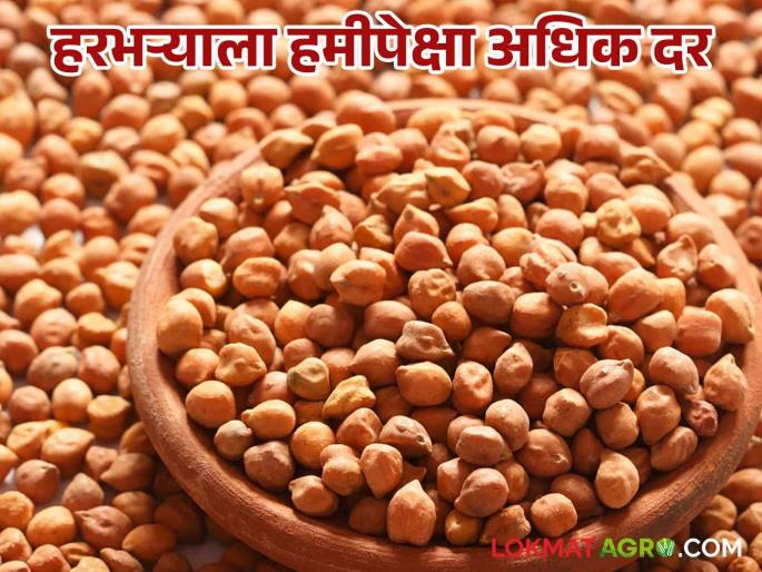 Harbhara Market: latest news Why did farmers stop selling Harbhara despite price increase? Know in detail | Harbhara Market:दर वाढूनही शेतकऱ्यांनी हरभऱ्याची का थांबविली विक्री; जाणून घ्या सविस्तर