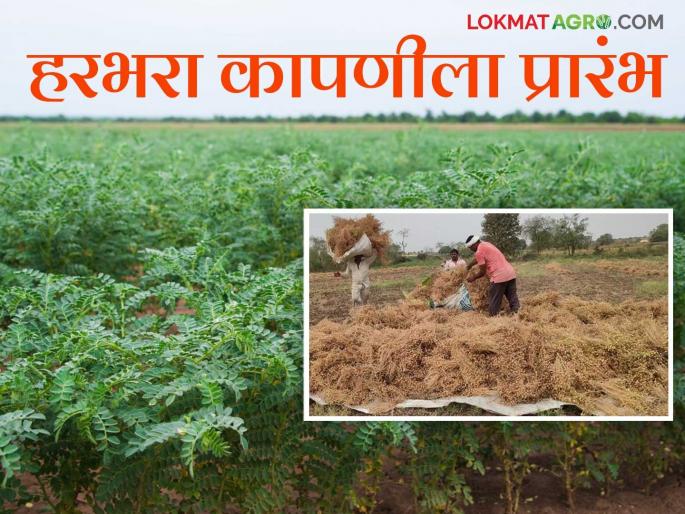 Harvesting chickpea: Hey, how much is the wage for harvesting chickpeas? Find out in detail | Harvesting chickpea: अहो हरभरा कापणीला मजुरी किती? जाणून घ्या सविस्तर Harvesting chickpea: Hey, how much is the wage for harvesting chickpeas? Find out in detail | Harvesting chickpea: अहो हरभरा कापणीला मजुरी किती? जाणून घ्या सविस्तर