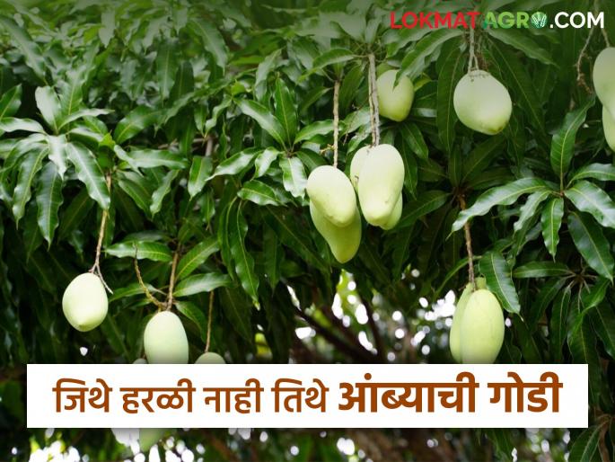 Farmer Success: Read in detail the fragrance of 'Kesar Mango' in the red soil of Kasalwadi | Farmer Success: कासळवाडीच्या लाल मातीतील 'केशर'चा सुगंध वाचा सविस्तर