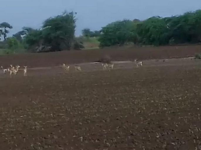 Wildfire crisis in farmers during drought | दुष्काळात शेतकऱ्यांवर वन्यप्राण्यांचे संकट; हरणाच्या कळपाने पिके केली फस्त Wildfire crisis in farmers during drought | दुष्काळात शेतकऱ्यांवर वन्यप्राण्यांचे संकट; हरणाच्या कळपाने पिके केली फस्त