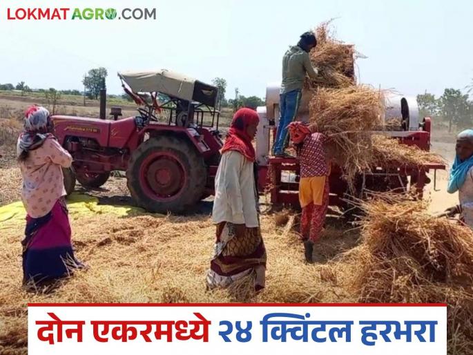 Latest News farmer from Chandrapur produce 24 quintals of gram in two acres see details | Harbhara Sheti : चंद्रपूरच्या शेतकऱ्याने दोन एकरमध्ये 24 क्विंटल हरभऱ्याचे उत्पादन कसं घेतलं? Latest News farmer from Chandrapur produce 24 quintals of gram in two acres see details | Harbhara Sheti : चंद्रपूरच्या शेतकऱ्याने दोन एकरमध्ये 24 क्विंटल हरभऱ्याचे उत्पादन कसं घेतलं?