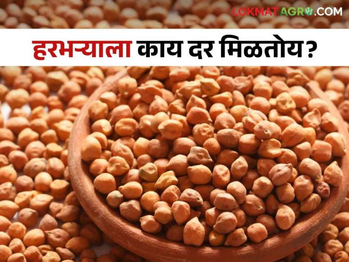 Latest News Harbhara Bajarbhav per quintal price jalgaon, Buldhana market, read today's market price | Harbhara Bajarbhav : बुलढाणा बाजारात हरभऱ्याला क्विंटलमागे 'इतका' दर, वाचा आजचे बाजारभाव Latest News Harbhara Bajarbhav per quintal price jalgaon, Buldhana market, read today's market price | Harbhara Bajarbhav : बुलढाणा बाजारात हरभऱ्याला क्विंटलमागे 'इतका' दर, वाचा आजचे बाजारभाव