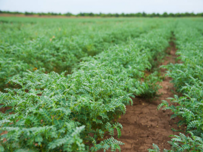 Crop insurance at one rupee; Sowing on 3 lakh hectares, insurance for 4 lakh 29 thousand hectares | एक रुपयाच्या पीकविम्याची कमाल; पेरा ३ लाख हेक्टरवर, विमा ४ लाख २९ हजार हेक्टरचा Crop insurance at one rupee; Sowing on 3 lakh hectares, insurance for 4 lakh 29 thousand hectares | एक रुपयाच्या पीकविम्याची कमाल; पेरा ३ लाख हेक्टरवर, विमा ४ लाख २९ हजार हेक्टरचा