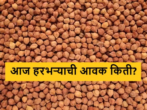 Latest news Todays harbhara Bajarbhav in market yards check here details gram market price | Harbhara Bajarabhav : लासलगाव-निफाड बाजारात जंबु हरभऱ्याची चलती, वाचा आजचे सविस्तर बाजारभाव Latest news Todays harbhara Bajarbhav in market yards check here details gram market price | Harbhara Bajarabhav : लासलगाव-निफाड बाजारात जंबु हरभऱ्याची चलती, वाचा आजचे सविस्तर बाजारभाव